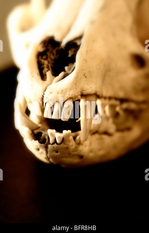 Le crâne et les dents d'un renard roux (Vulpes vulpes) Banque D'Images
