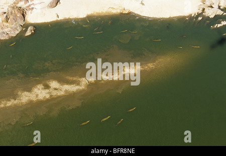 Vue aérienne d'un grand nombre de crocodiles du Nil dans l'Olifants River (Crocodylus niloticus) Banque D'Images