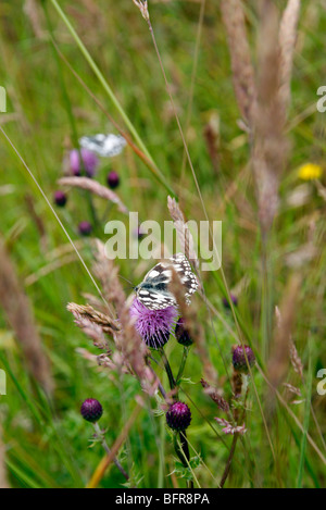 Melanargia galathea - marbré de papillons blancs se nourrissent de Cirsium arvense - chardon Banque D'Images