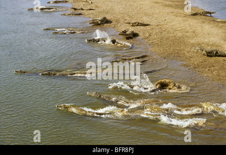 Vue aérienne d'un grand nombre de crocodiles du Nil se précipiter dans l'Olifants River (Crocodylus niloticus) Banque D'Images