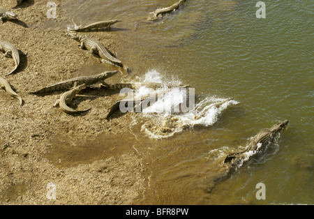 Vue aérienne d'un grand nombre de crocodiles du Nil sur les rives de la rivière Olifants se précipiter dans l'eau (Crocodylus niloticus) Banque D'Images