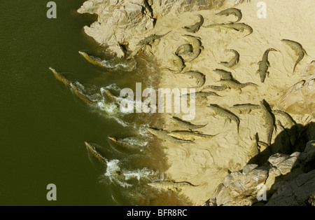 Vue aérienne d'un grand nombre de crocodiles du Nil sur les rives de la rivière Olifants (Crocodylus niloticus) Banque D'Images