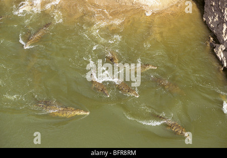 Vue aérienne d'un grand nombre de crocodiles du Nil dans l'Olifants River (Crocodylus niloticus) Banque D'Images