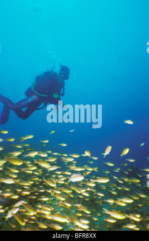 Plongeur avec banc de poissons Banque D'Images
