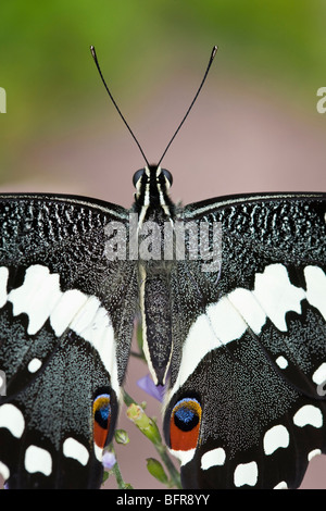 Les ailes de papillon et le corps Banque D'Images