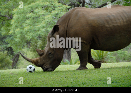 Un habitué white rhino walking jusqu'à un ballon de foot comme si de jouer avec elle en Afrique du Sud. Disponible pour séance photo. Banque D'Images