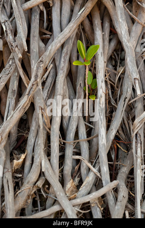 Red Mangrove, Rhizophora mangle, plantule développe entre les racines de palm, Mission Beach, Queensland, Australie Banque D'Images