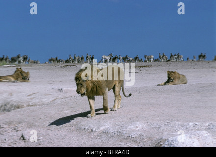 Troupeau de zèbres attendent patiemment sur l'horizon alors que la fierté du lion (Panthera leo) est à un point d'eau Banque D'Images