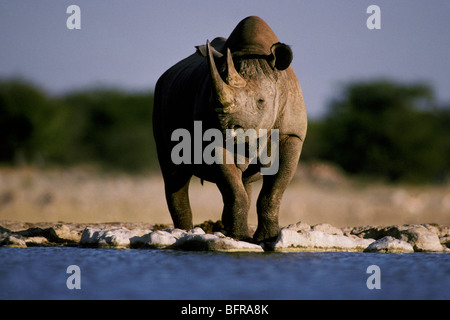 Au rhinocéros noir (Diceros bicornis) waterhole Banque D'Images