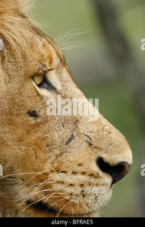 Portrait serré d'un lion mâle Banque D'Images