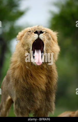 Portrait d'un homme lion à crinière substantielle debout et le bâillement Banque D'Images