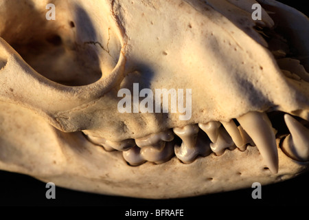 Le crâne et les dents d'un renard roux (Vulpes vulpes) Banque D'Images
