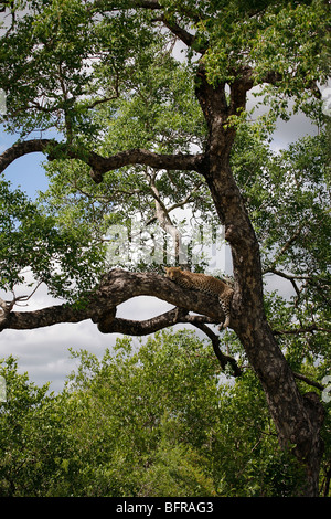 Un léopard femelle allongé sur une branche dans un arbre Marula Banque D'Images