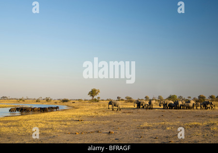 Un troupeau d'éléphants attend patiemment pendant qu'un troupeau de bisons occuper un trou d'eau. Banque D'Images