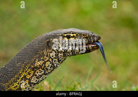 Un moniteur du Nil l'air essais avec sa langue Banque D'Images