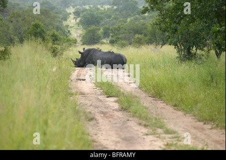 Le rhinocéros blanc couché dans une route Banque D'Images