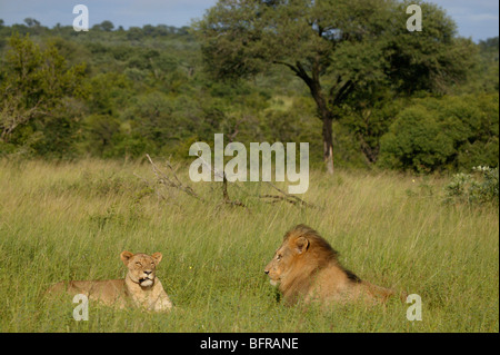 Paire d'accouplement de lions couchés dans une prairie ouverte Banque D'Images