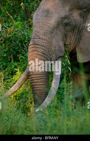 Portrait d'un éléphant avec bull particulièrement longues défenses Banque D'Images