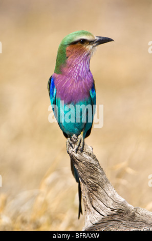 Lilac-breasted Roller (Coracias caudata) debout sur une branche Banque D'Images