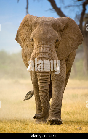 Bull d'éléphants d'Afrique (Loxodonta Africana) balade Banque D'Images