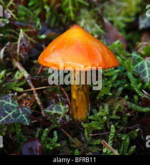 Noircissement WaxCap Hygrocybe nigrescens. Banque D'Images