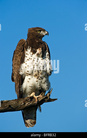 Aigle Martial perché sur une branche contre un ciel bleu clair Banque D'Images