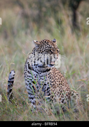 Leopard femme grondant avec queue d'effleurement Banque D'Images