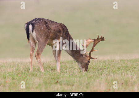 Le daim Dama dama cerf mâle adulte sur les herbages de pâturage Banque D'Images
