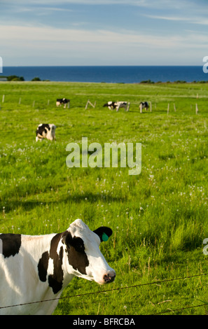 Les vaches Holstein, Cavendish, Prince Edward Island, Canada Banque D'Images