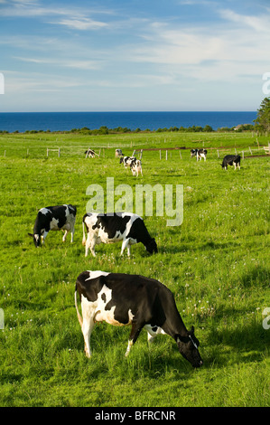 Le pâturage des vaches laitières Holstein, Cavendish, Prince Edward Island, Canada Banque D'Images