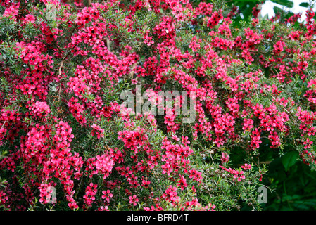 Leptospermum scorparium 'Red Damask' AGM Banque D'Images