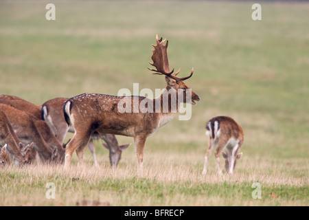 Le daim Dama dama cerf mâle adulte avec des femelles sur les herbages Banque D'Images