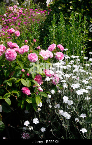 Rosa 'La Ville de Bruxelles' avec l'AGA Lychnis coronaria 'Alba' AGA et le géranium 'Patricia' à l'arrière de l'AGA Banque D'Images