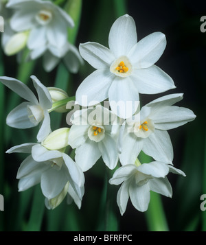 Jonquille Narcissus 'fleurs' blanc papier Banque D'Images