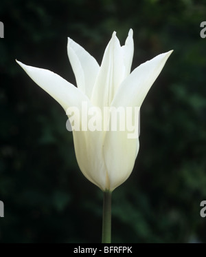 Fleur de tulipe 'Tres Chic' Banque D'Images
