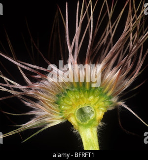 Anémone pulsatille (Pulsatilla vulgaris) section seedhead Banque D'Images