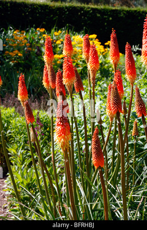 Kniphofia 'Royal Standard' AGM Banque D'Images