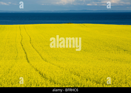 Champ de canola, Guernsey Cove, Prince Edward Island, Canada Banque D'Images