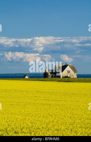 Champ de canola et ancienne ferme, Guernsey Cove, Prince Edward Island, Canada Banque D'Images