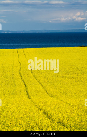 Champ de canola, Guernsey Cove, Prince Edward Island, Canada Banque D'Images