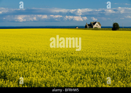 Champ de canola, Guernsey Cove, Prince Edward Island, Canada Banque D'Images