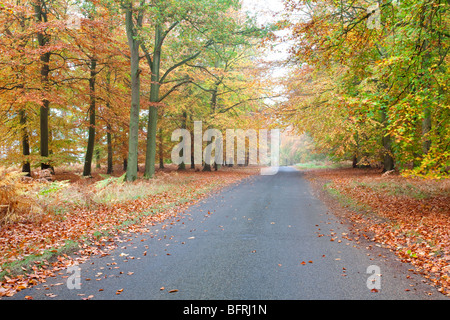 Couleurs d'automne à la forêt de Thetford dans le Norfolk Banque D'Images