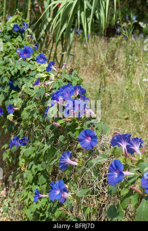 L'Ipomoea indica MORNING GLORY CROISSANT LE LONG DE LA ROUTE EN Crète Banque D'Images