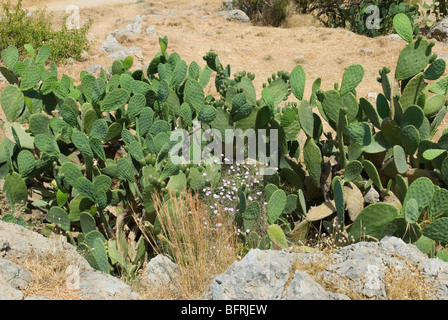 OPUNTIA ficus-indica qui poussent à l'état sauvage en Crète Banque D'Images