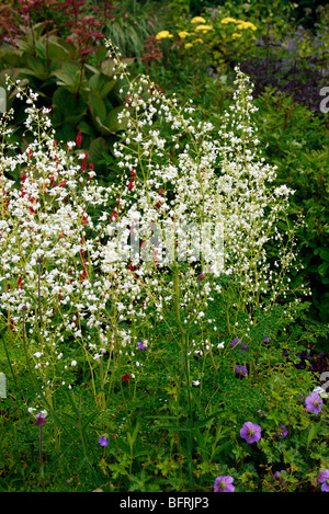 Thalactrum delavayi 'Album' formulaire sélectionné avec grande fleur Banque D'Images