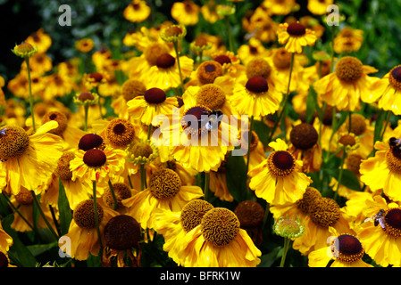 Helenium 'El Dorado' Banque D'Images