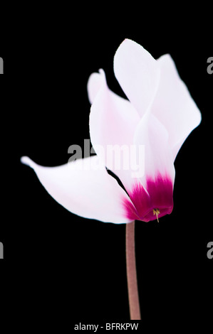 Cyclamen miniature rose pâle sur un fond noir Banque D'Images