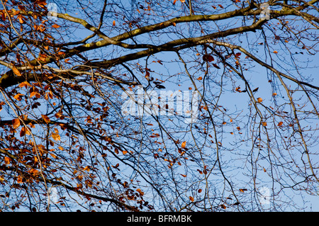 Les feuilles de l'automne dernier, - quelques feuilles d'automne qui reste sur un Beech Tree, against a blue sky Banque D'Images