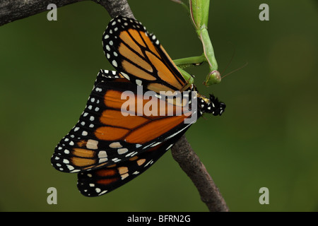 (Mantis religiosa mante européenne) manger le monarque (Danaus plexippus) - New York - USA Banque D'Images