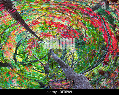 Forêt en automne, Great Smoky Mountain National Park, New York Banque D'Images